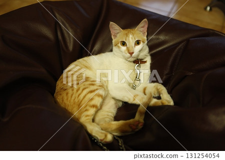 Cat in the Home Cat in the Home 131254054