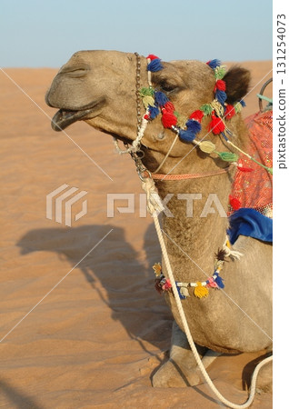 Camels in a Desert Rajasthan India 131254073