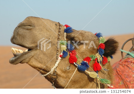 Camels in a Desert Rajasthan India 131254074
