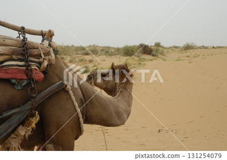 Camels in a Desert Rajasthan India 131254079