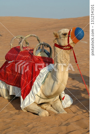 Camels in a Desert Rajasthan India 131254101