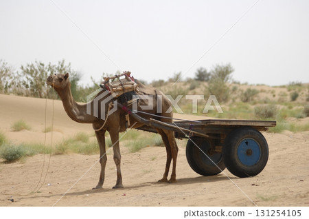 Camels in a Desert Rajasthan India 131254105