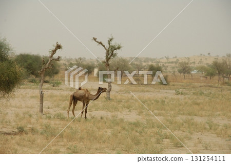 Camels in a Desert Rajasthan India 131254111