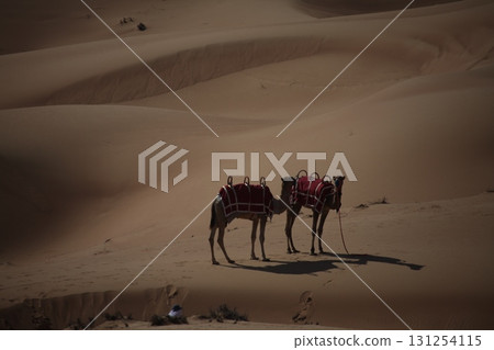 Camels in a Desert Rajasthan India 131254115