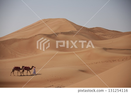 Camels in a Desert Rajasthan India Camels in a Desert Rajasthan India 131254116