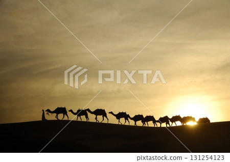 Camels in a Desert Rajasthan India 131254123