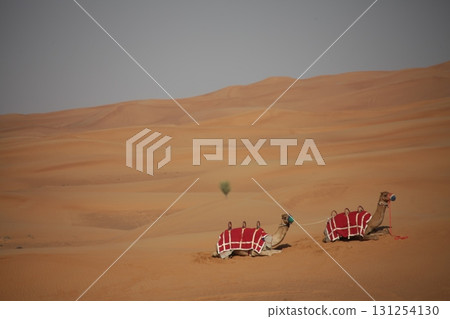 Camels in a Desert Rajasthan India Camels in a Desert Rajasthan India 131254130