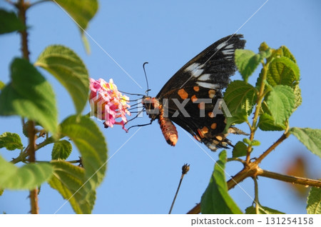 Macro shot of a Black Butterfly Macro shot of a Black Butterfly 131254158
