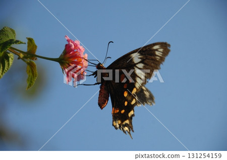 Macro shot of a Black Butterfly Macro shot of a Black Butterfly 131254159