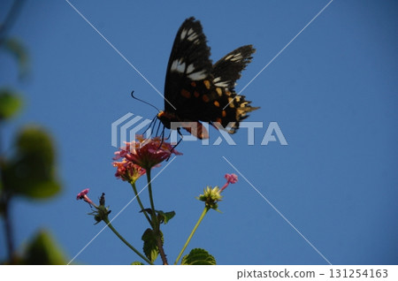 Macro shot of a Black Butterfly Macro shot of a Black Butterfly 131254163
