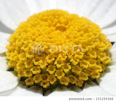 白色菊花花特寫鏡頭 白色菊花花特寫鏡頭 131254168