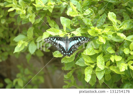 Black Butterfly Macro shot 131254176