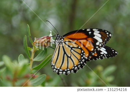 Macro shot of a Yellow Butterfly Macro shot of a Yellow Butterfly 131254216
