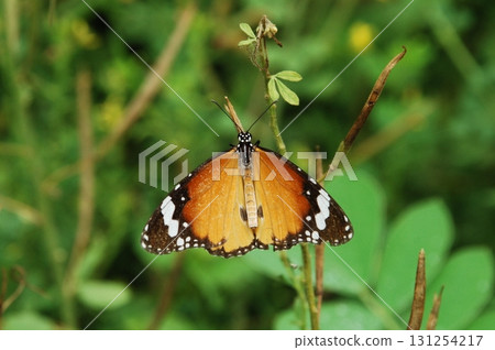 Macro shot of a Yellow Butterfly Macro shot of a Yellow Butterfly 131254217