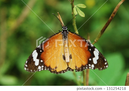 Macro shot of a Yellow Butterfly Macro shot of a Yellow Butterfly 131254218