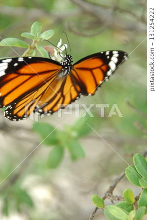 Macro shot of a Yellow Butterfly 131254222