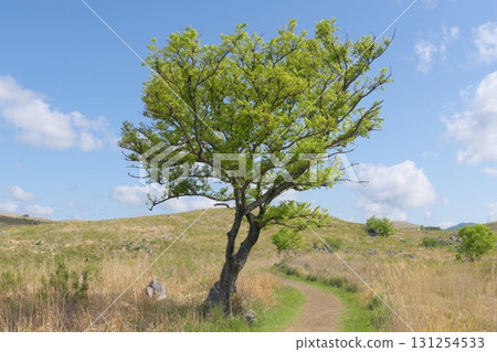Akiyoshidai with dead grass in the spring of 2025 Akiyoshidai with dead grass in the spring of 2025 131254533