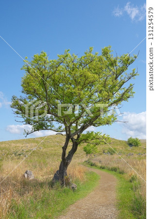 Akiyoshidai with dead grass in the spring of 2025 Akiyoshidai with dead grass in the spring of 2025 131254579