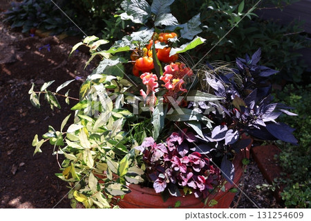 Halloween-themed plantings 131254609