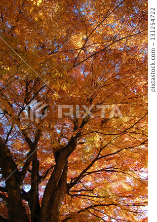 Sunlight filtering through autumn leaves. Photo taken on December 3, 2006. Sunlight filtering through autumn leaves. Photo taken on December 3, 2006. 131254722