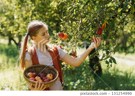Child picking ripe apples from a tree in sunny orchard, holding a basket during harvest season, symbolizing organic farming, healthy lifestyle, natural food, countryside traditions, and autumn produce 131254990