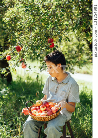 Child picking ripe apples from a tree in sunny orchard, holding a basket during harvest season, symbolizing organic farming, healthy lifestyle, natural food, countryside traditions, and autumn produce Child picking ripe apples from a tree in sunny orchard, holding a basket during harvest season, symbolizing organic farming, healthy lifestyle, natural food, countryside traditions, and autumn produce 131254991