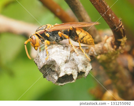 紙蜂在巢穴上休息（側面視圖，20250913135726） 131255092