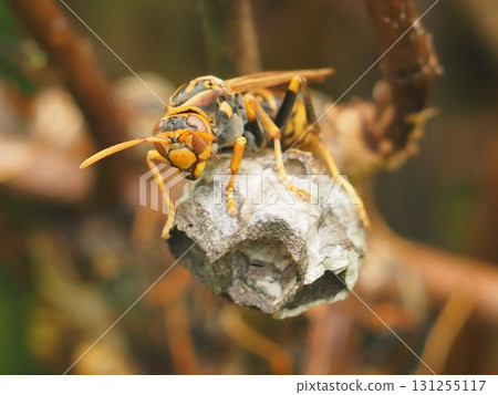 Paper wasp resting on its nest (from the front, 20250913135758) 131255117