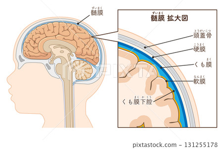 兒童大腦與腦膜 兒童大腦與腦膜 131255178