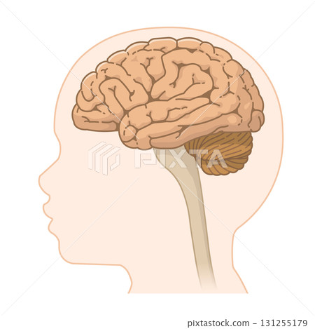 兒童大腦、小腦 131255179