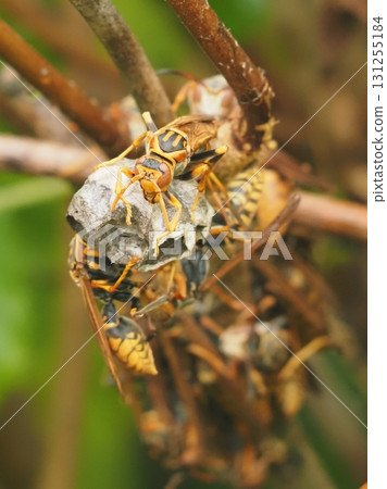 Paper wasps gathering at their nest (20250913140137) 131255184