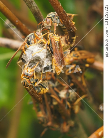 Paper wasps gathering at their nest (20250913140146) 131255225