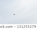 鳥兒飛翔在天空中 131255279