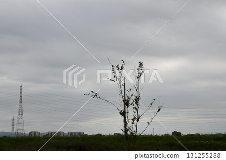 多雲天空下的鋼塔與樹木 多雲天空下的鋼塔與樹木 131255288
