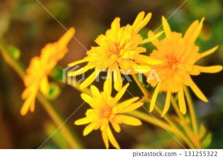 鮮豔的重瓣白屈菜 131255322