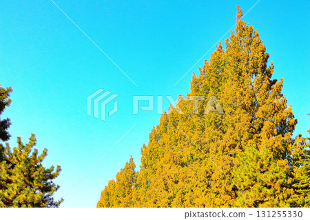 湛藍的天空和黃色的水杉葉 131255330