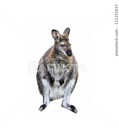 gray kangaroo isolated on a white background gray kangaroo isolated on a white background 131255637