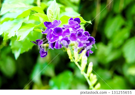 purple duranta 131255655