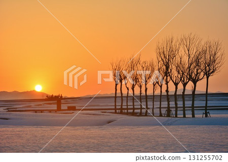 多雪的領域多雪的木早晨黎明黎明 131255702