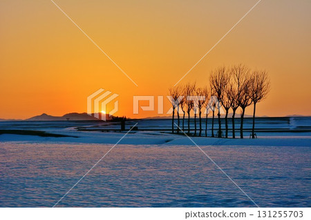 多雪的領域多雪的木早晨黎明黎明 多雪的領域多雪的木早晨黎明黎明 131255703