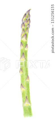Hand drawn asparagus illustration Hand drawn asparagus illustration 131256155