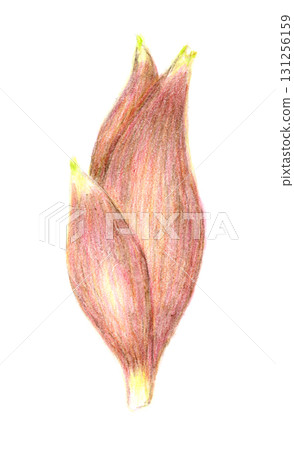 Hand-drawn illustration of myoga 131256159