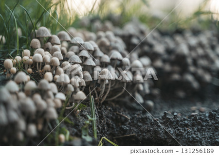 Forest Fungi Cluster in summer forest Forest Fungi Cluster in summer forest 131256189