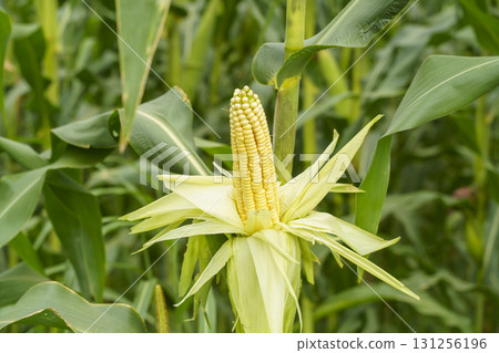 Ripe Corn on the Stalk in a Field 131256196