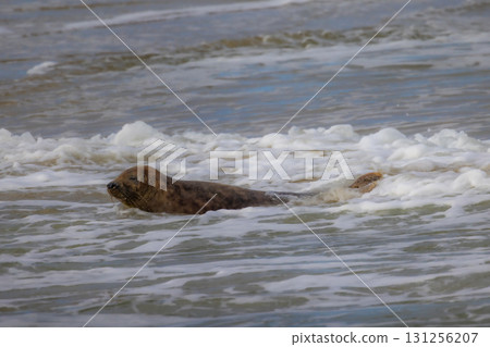 Eierland, De Cocksdorp, Texel, The Netherlands, Oktober 28th, 2024, A charming seal gracefully 131256207