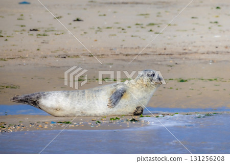 Eierland, De Cocksdorp, Texel, The Netherlands, Oktober 28th, 2024, A Sea Seal on the Coastal 131256208