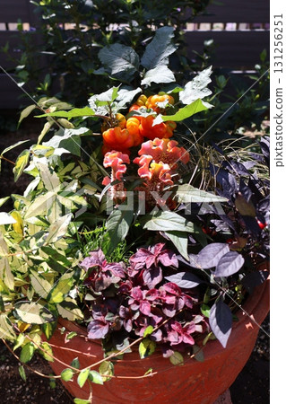 Halloween-themed plantings Halloween-themed plantings 131256251