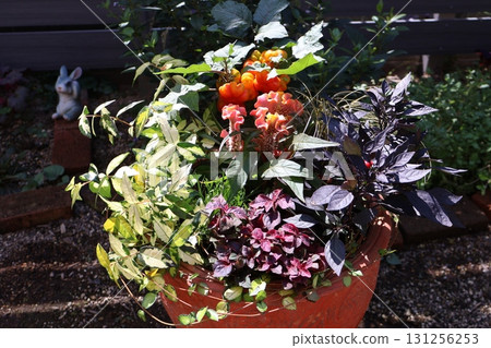 萬聖節主題植物 131256253