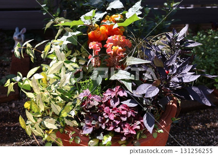 Halloween-themed plantings Halloween-themed plantings 131256255