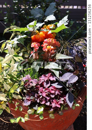 Halloween-themed plantings Halloween-themed plantings 131256256